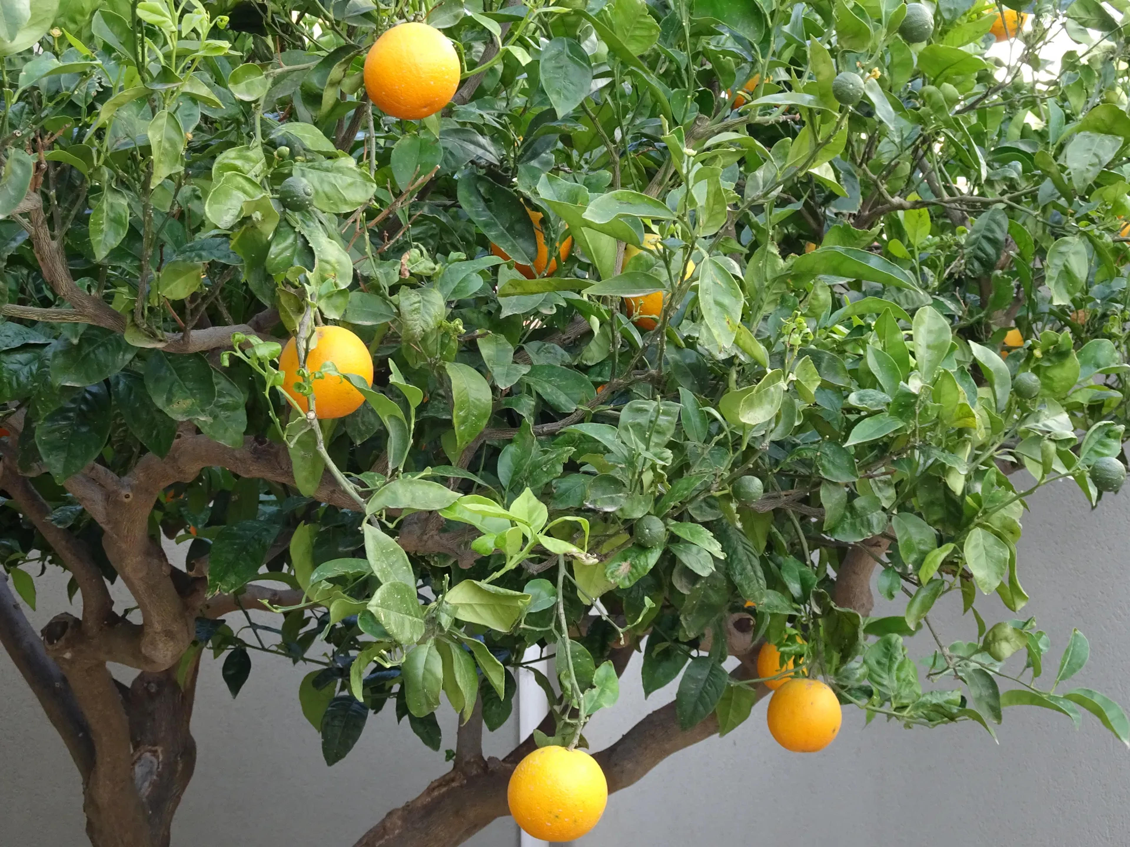 Il Giardino di Enea B&B — Erice (foto 11)