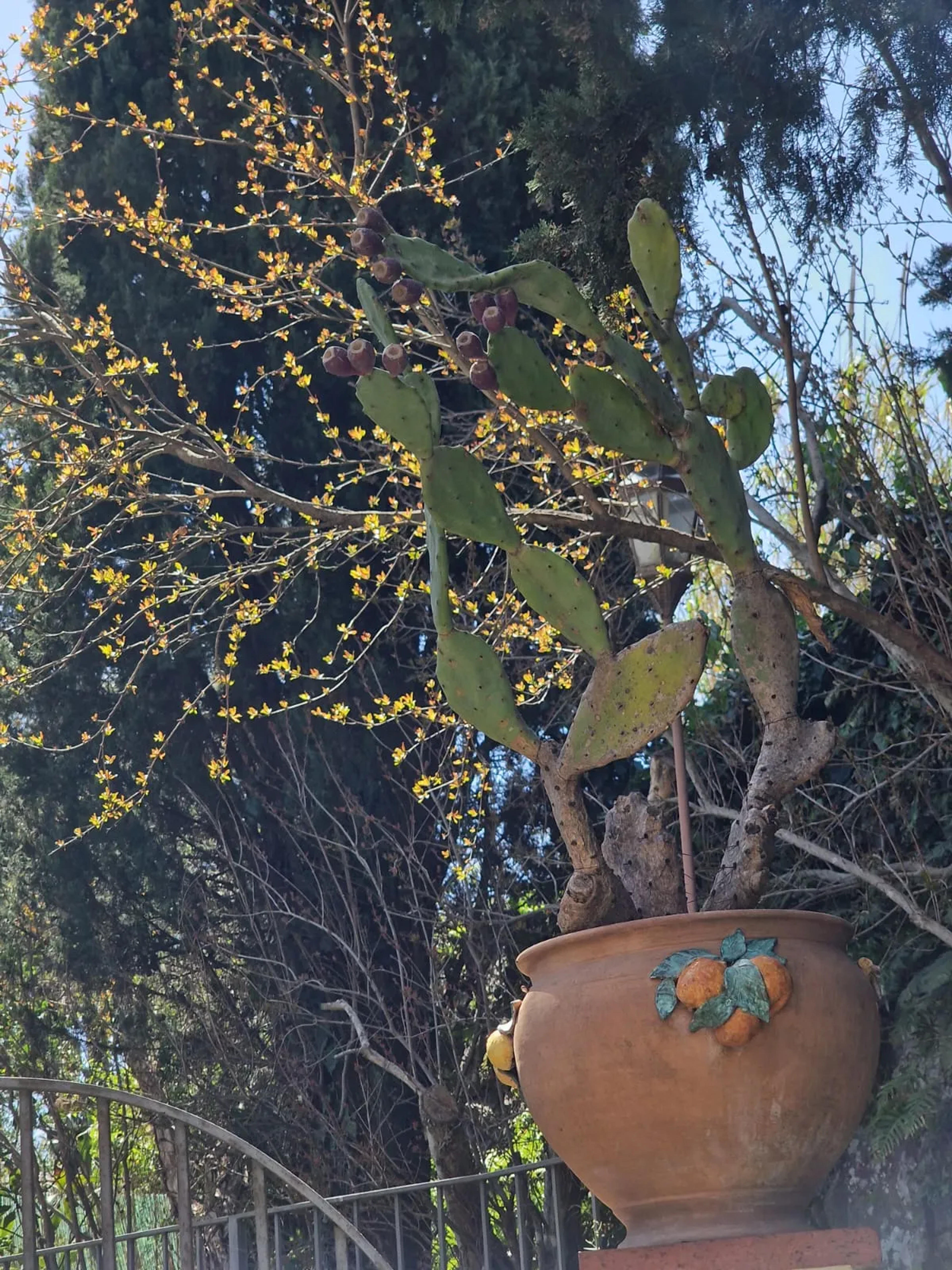 B&B casa delle coccole — Trecastagni (foto 4)