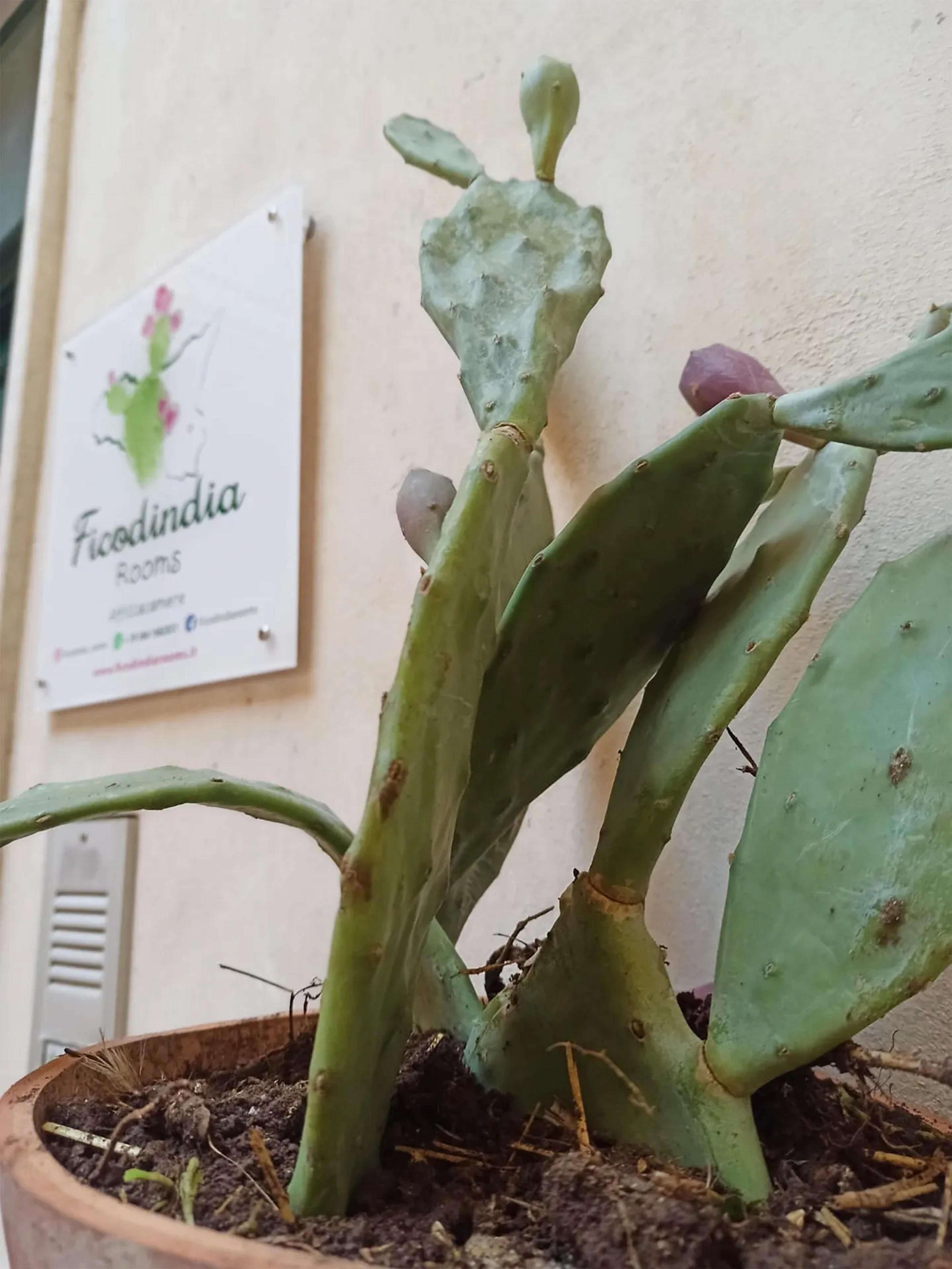 Ficodindiarooms — Sortino (foto 25)